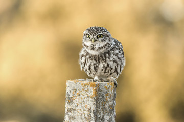 Athene noctua, little owl