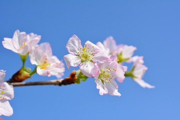 桜、青空。さくら。サクラ。SAKURA