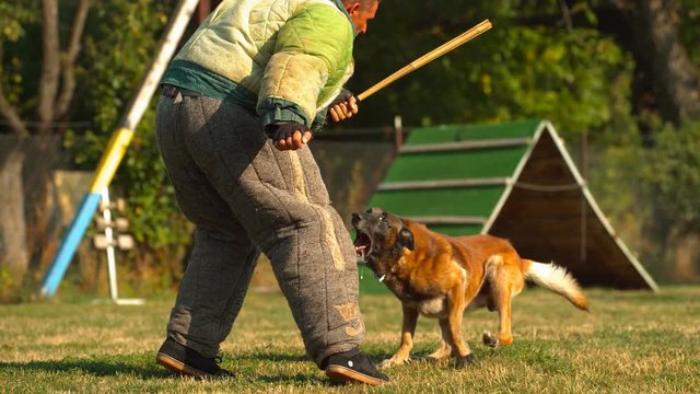 Belgian Shepherd Melinois training