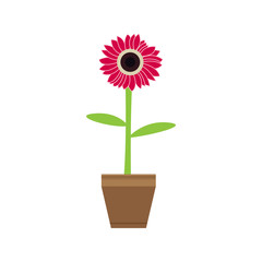 Cute flower on a pot