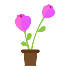 Cute flower on a pot