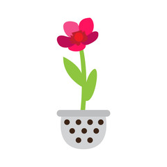 Cute flower on a pot