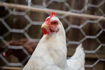 Domestic farm chicken poultry easter eggs village