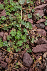 green grasses leafs background after rain wet
