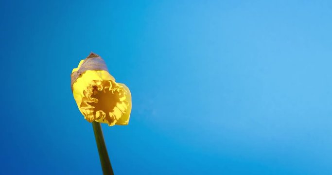 4K. Spring Yellow Daffodil Flowers Blooming in Time Lapse. Narcissus. Symbol of Easter. Close up. Text Space At Right.