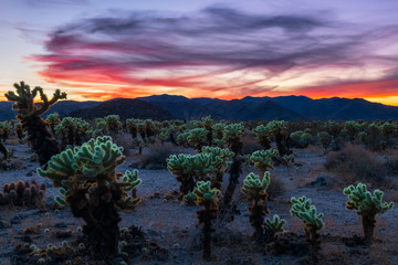 Joshua Tree National Park