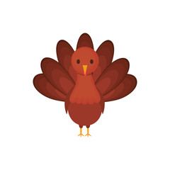 turkey  vector illustration