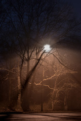 dramatic mysterious foggy night trees silhouette abstract   outdoors