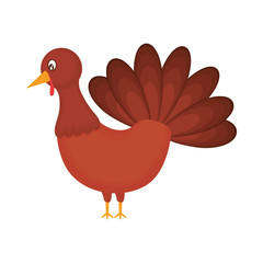 turkey  vector illustration