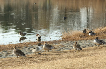 鴨達の朝の光景
