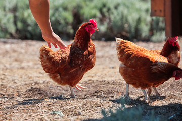 Domestic farm chicken poultry easter eggs village