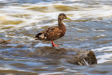 Duck Standing on Water