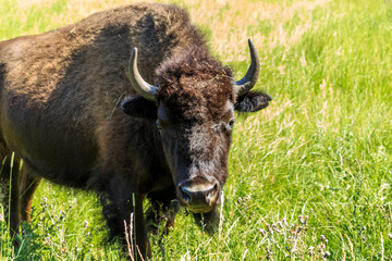 Buffalo