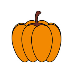 pumpkin  vector illustration