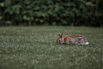 cute furry rabbit bunny easter outdoor wild
