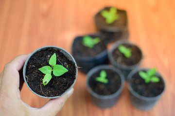 Small seedlings