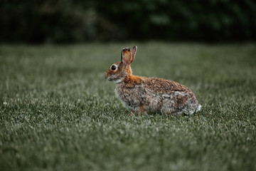 cute furry rabbit bunny easter outdoor wild