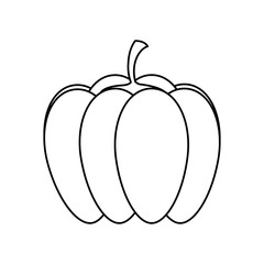 pumpkin  vector illustration
