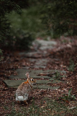 cute furry rabbit bunny easter outdoor wild