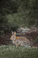 cute furry rabbit bunny easter outdoor wild