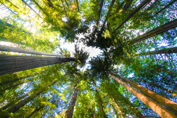 Redwood Vanishing Point