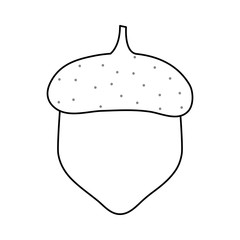 acorn  vector illustration