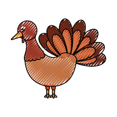 cartoon turkey icon
