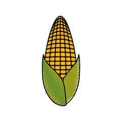 corn vegetable icon