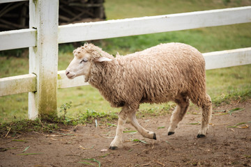 Cute funny happy sheep at outdoor garden nature field valley