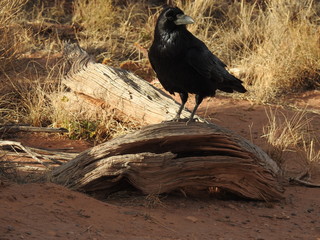 Crow on wood