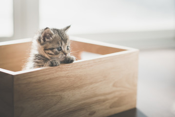 Cute kitten playig in a wooden box under sunlight © lalalululala