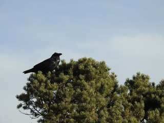 Crow in a tree