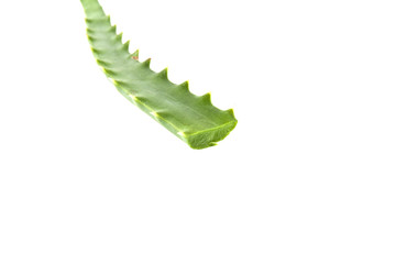 aloe leaf isolated on white background