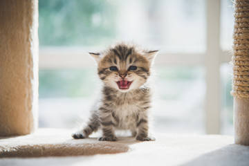 Cute persian kitten sitting on cat tower