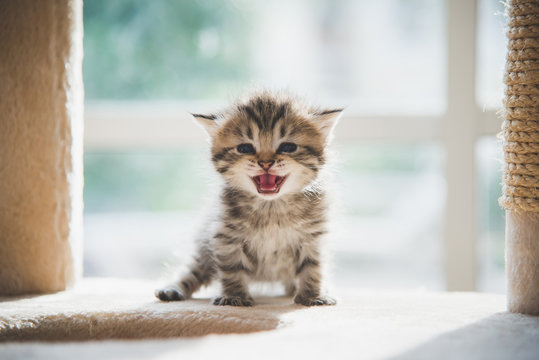 Cute persian kitten sitting on cat tower