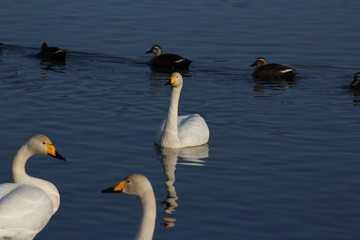 群馬県多々良沼のコハクチョウ