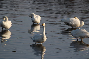 Obraz premium 群馬県多々良沼のコハクチョウ
