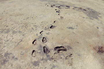 Fototapeta na wymiar footprints on the mud