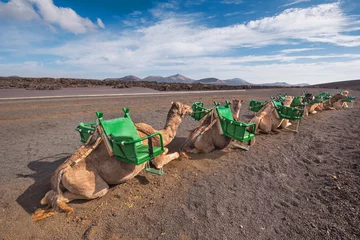 Gordijnen Camels resting in volcanic landscape in Timanfaya national park, Lanzarote, Canary islands, Spain. © herraez