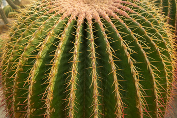Cactus texture, close-up barrel cactus