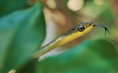 Common tree snake in bush in Queensland Australia
