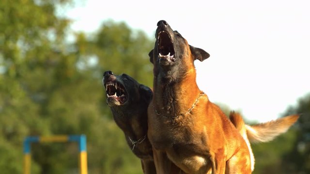 Two dogs barking in slow motion