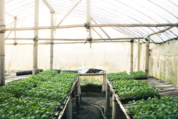 Vegetable garden vegetable in the greenhouse Lettuce Chinese kale Morning light