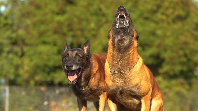 Two Belgian Malinois dogs barking 