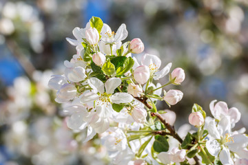 Apple branch with flowers