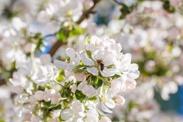 The bee on the apple tree