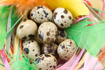 easter decoration with qail eggs