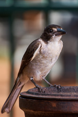 Australian Pied Butcher Bird