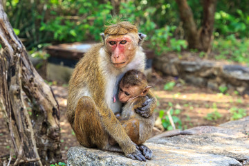 monkey mother with baby sitting on stones on a forest background on a sunny day