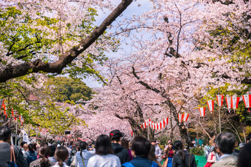 上野恩賜公園の桜